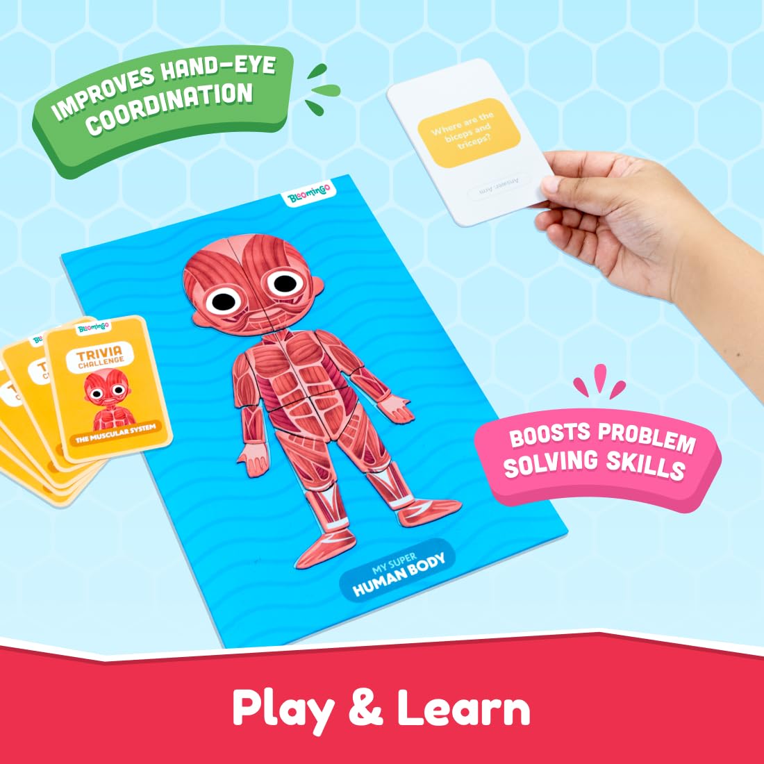 Bloomingo My Super Human Body Magnetic Puzzle Kit | Explore the Wonders of the Human Body with Fun Magnetic Layers | Learn About Skeleton, Muscles & Organs | Exciting Science Gift for Kids Age 5+