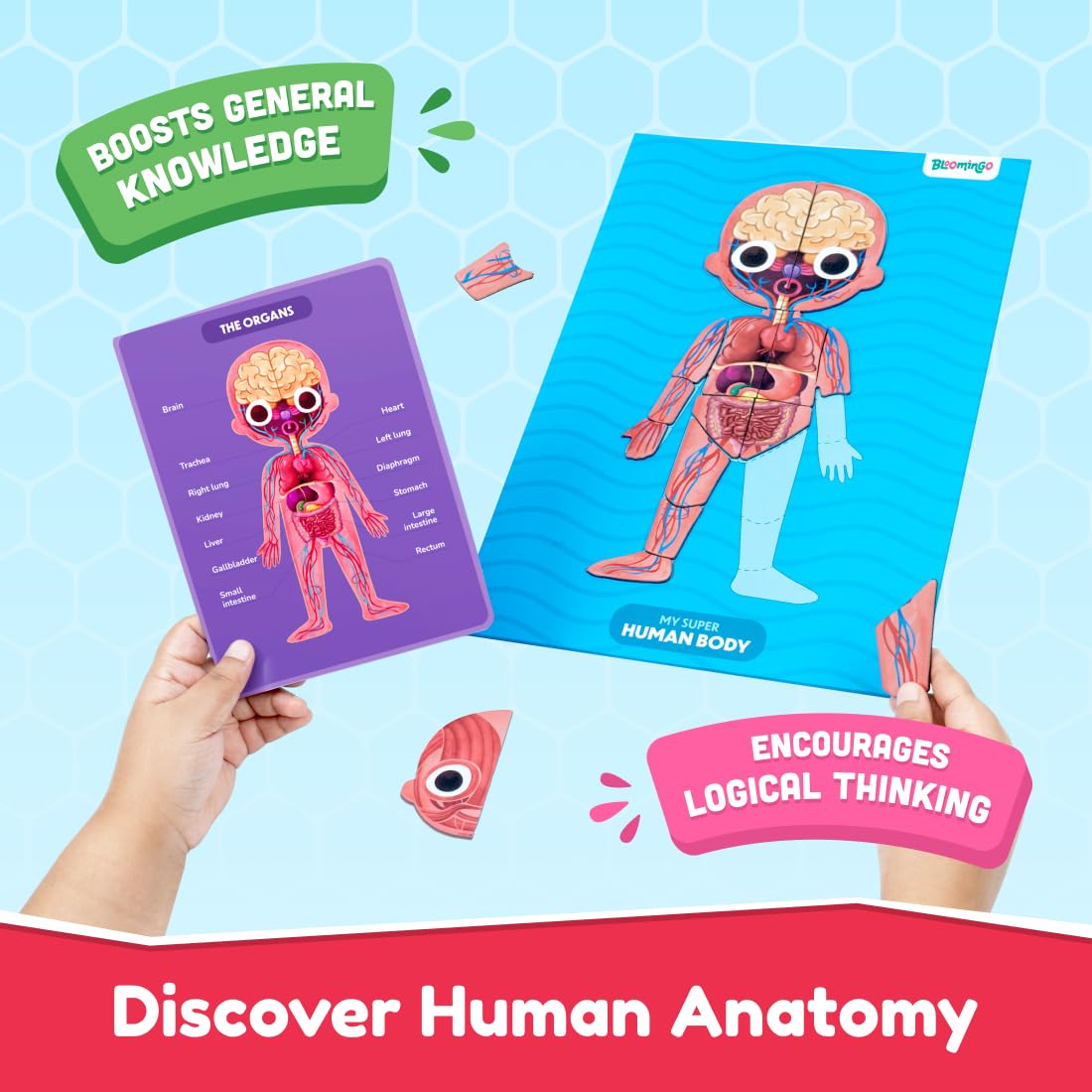 Bloomingo My Super Human Body Magnetic Puzzle Kit | Explore the Wonders of the Human Body with Fun Magnetic Layers | Learn About Skeleton, Muscles & Organs | Exciting Science Gift for Kids Age 5+