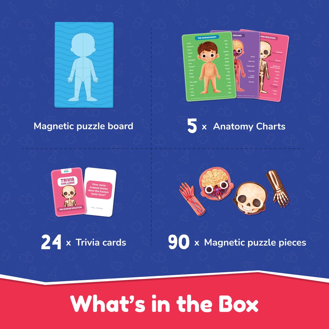 Bloomingo My Super Human Body Magnetic Puzzle Kit | Explore the Wonders of the Human Body with Fun Magnetic Layers | Learn About Skeleton, Muscles & Organs | Exciting Science Gift for Kids Age 5+
