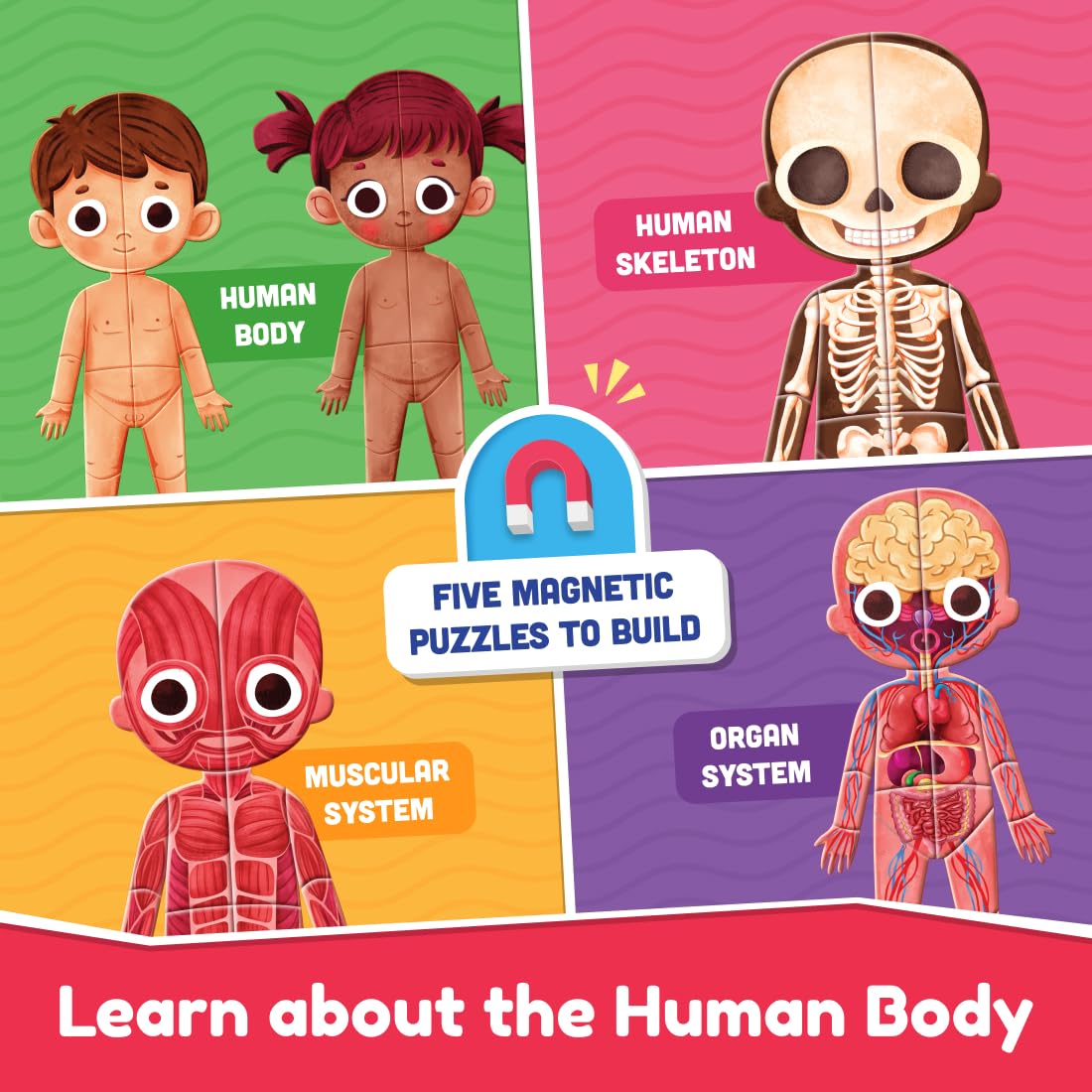 Bloomingo My Super Human Body Magnetic Puzzle Kit | Explore the Wonders of the Human Body with Fun Magnetic Layers | Learn About Skeleton, Muscles & Organs | Exciting Science Gift for Kids Age 5+